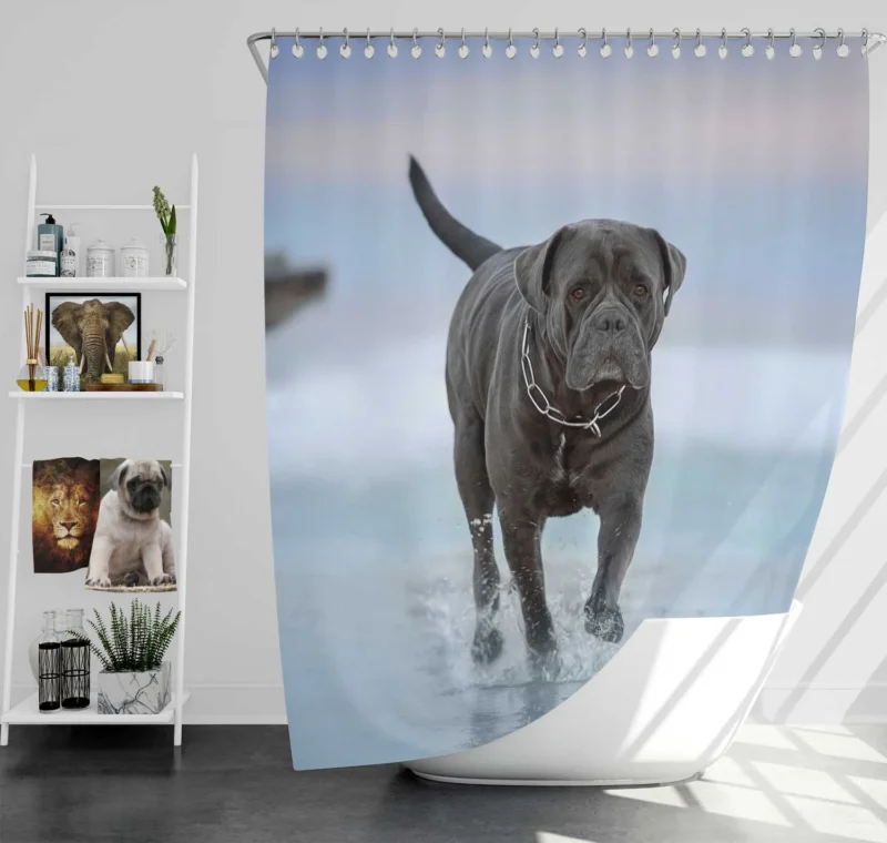 Graceful and Majestic: Cane Corso Quartet Shower Curtain