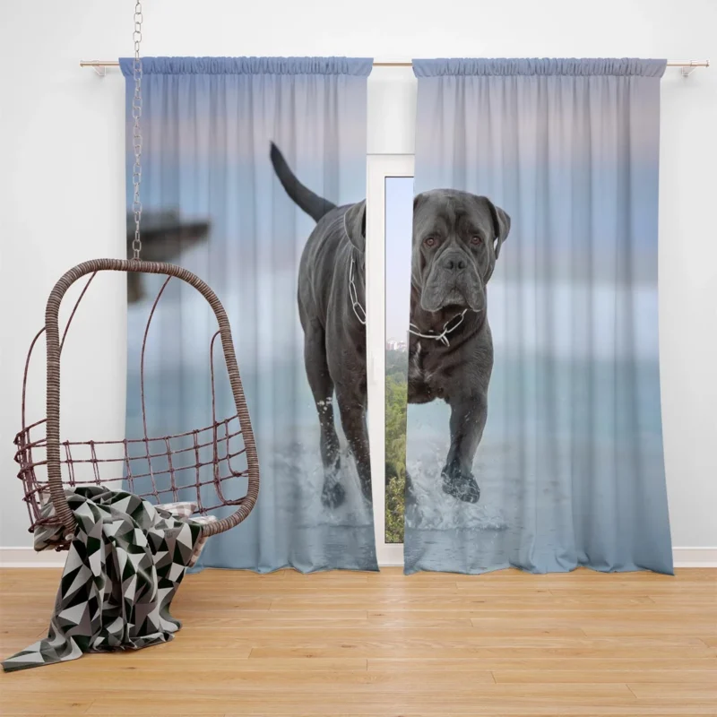 Graceful and Majestic: Cane Corso Quartet Window Curtain