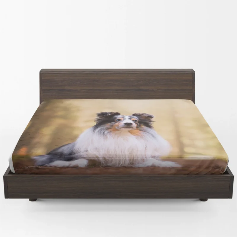 Harmonious Shetland Sheepdog Ensemble: Quartet Fitted Sheet 1