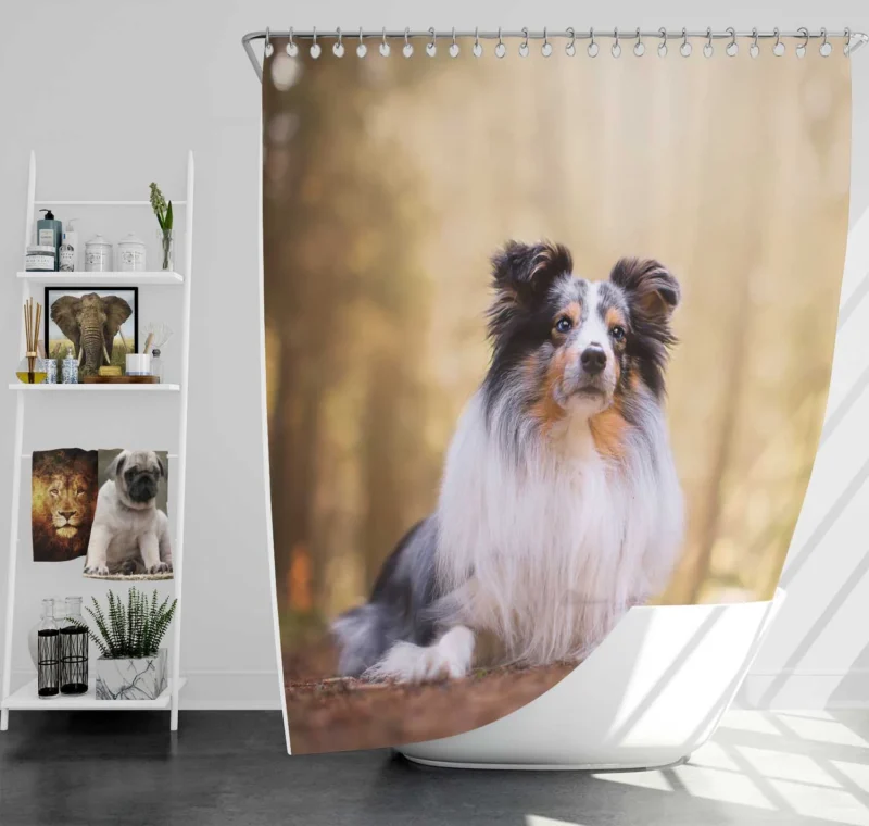 Harmonious Shetland Sheepdog Ensemble: Quartet Shower Curtain