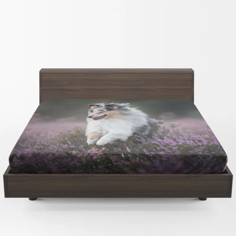 Heather Splendor: Shetland Sheepdog Quartet Fitted Sheet 1