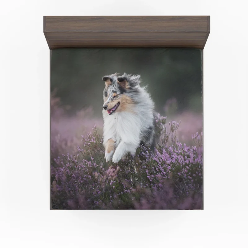 Heather Splendor: Shetland Sheepdog Quartet Fitted Sheet