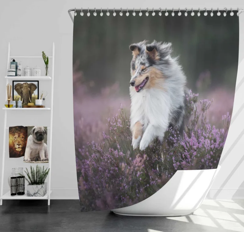 Heather Splendor: Shetland Sheepdog Quartet Shower Curtain