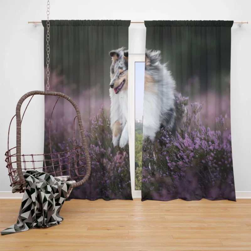 Heather Splendor: Shetland Sheepdog Quartet Window Curtain