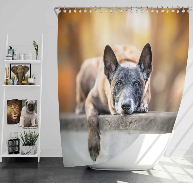 Herding Dog Breed: Australian Cattle Dog Shower Curtain