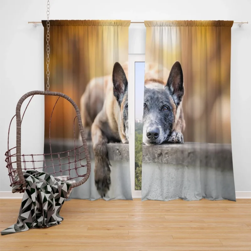 Herding Dog Breed: Australian Cattle Dog Window Curtain