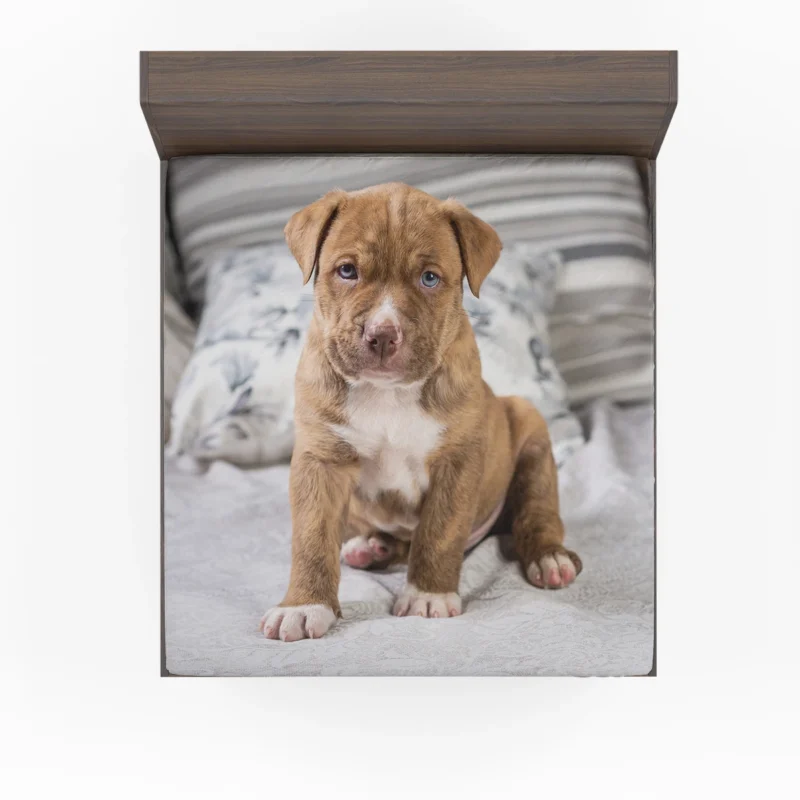 Holiday Puppy Delight: Pit Bull Quartet Fitted Sheet 1