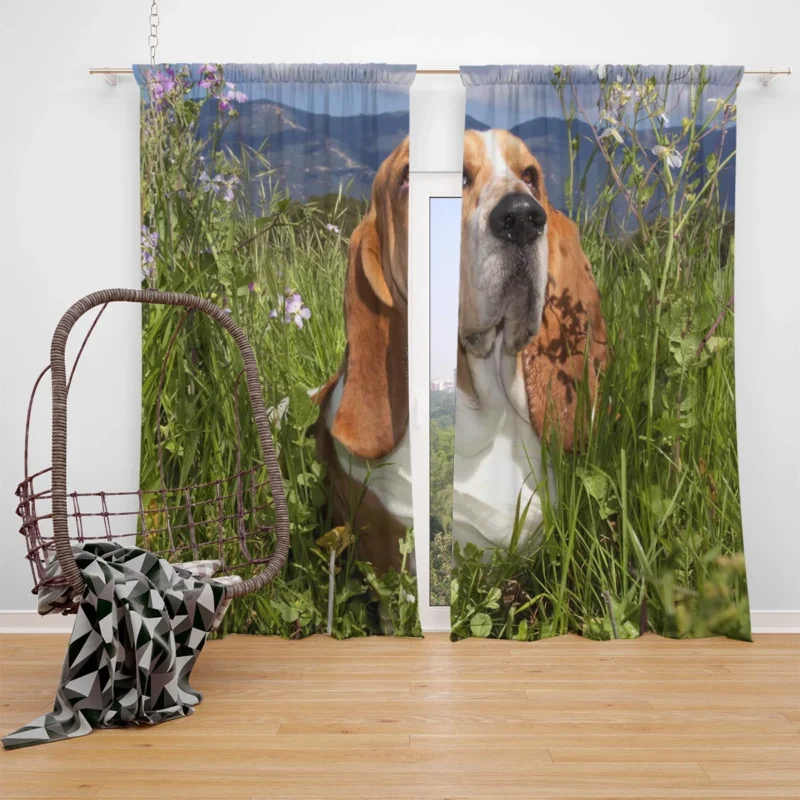 Hound Beauty and Basset Charm: Basset Hound Window Curtain