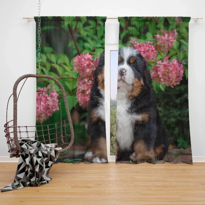 Hydrangea Flower Beauty with Bernese Ba and Puppy: Bernese Mountain Dog Window Curtain