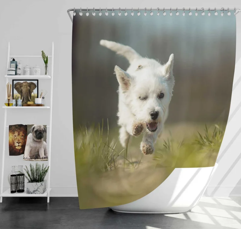 Iconic Charm: West Highland White Terrier Quartet Shower Curtain