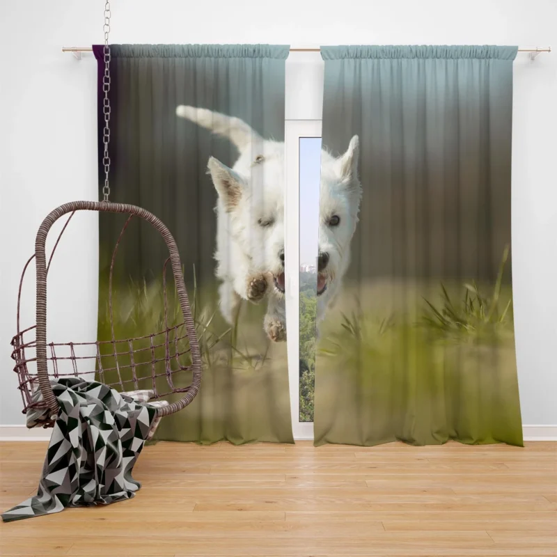 Iconic Charm: West Highland White Terrier Quartet Window Curtain