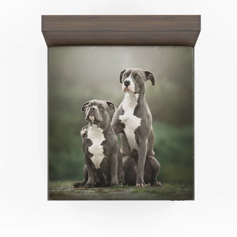 Iconic Strength: American Pit Bull Terrier Quartet Fitted Sheet