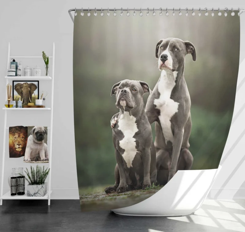 Iconic Strength: American Pit Bull Terrier Quartet Shower Curtain