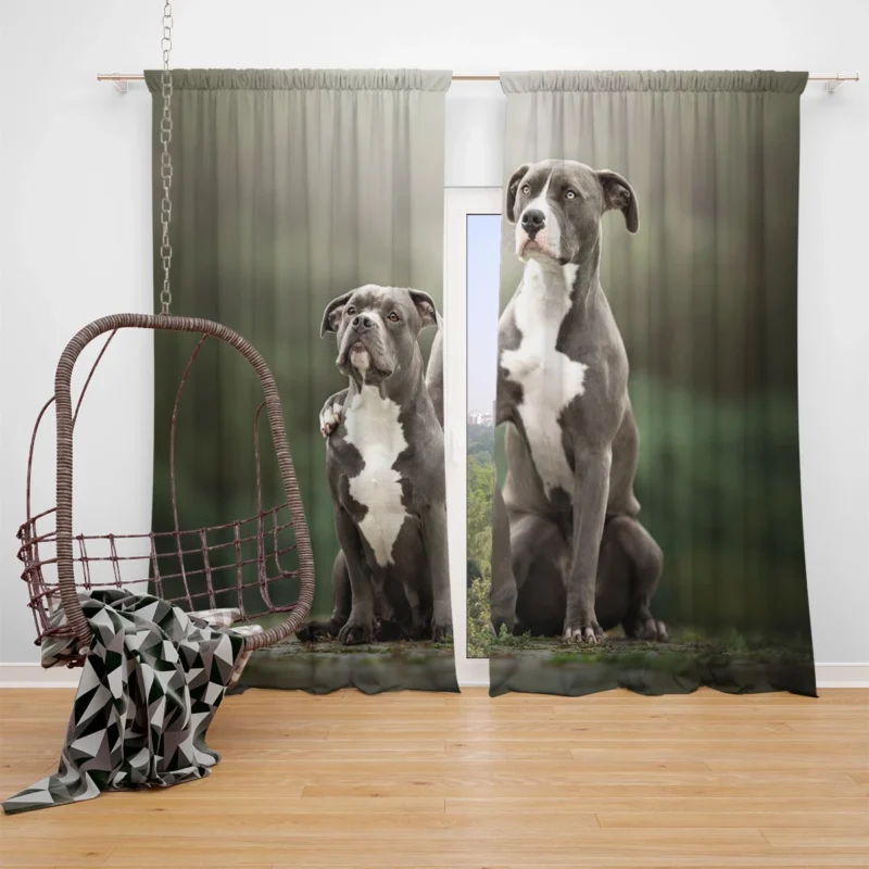 Iconic Strength: American Pit Bull Terrier Quartet Window Curtain