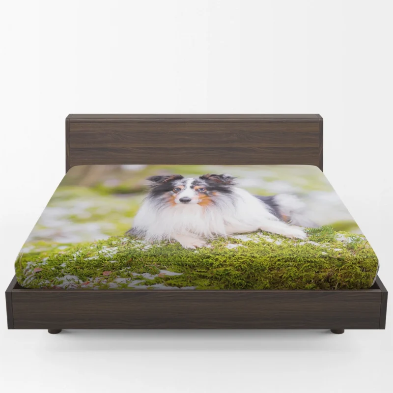 Idyllic Moment: Shetland Sheepdog Quartet Fitted Sheet 1