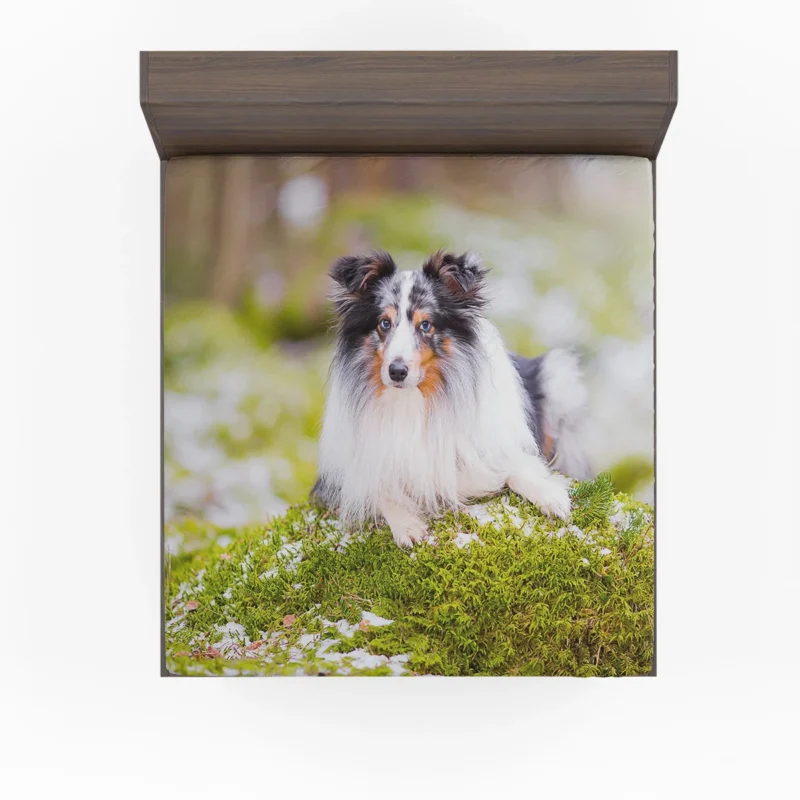 Idyllic Moment: Shetland Sheepdog Quartet Fitted Sheet