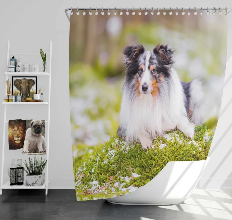 Idyllic Moment: Shetland Sheepdog Quartet Shower Curtain