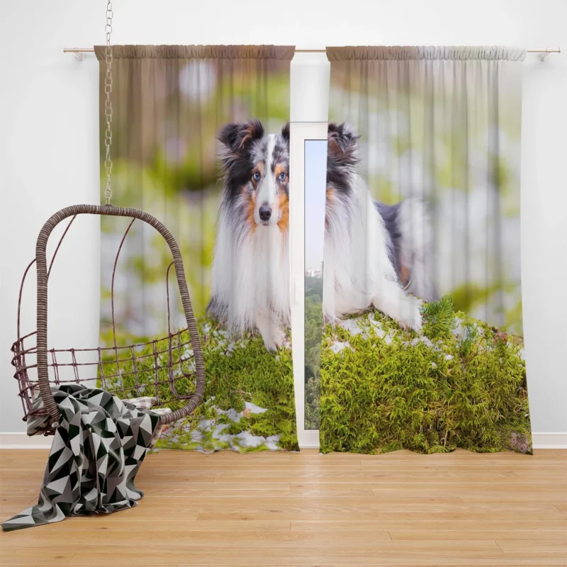 Idyllic Moment: Shetland Sheepdog Quartet Window Curtain