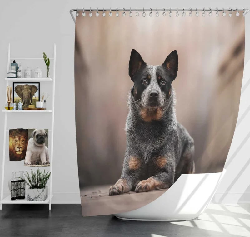 Intelligent Canine Companion: Australian Cattle Dog Shower Curtain