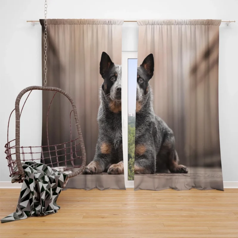 Intelligent Canine Companion: Australian Cattle Dog Window Curtain