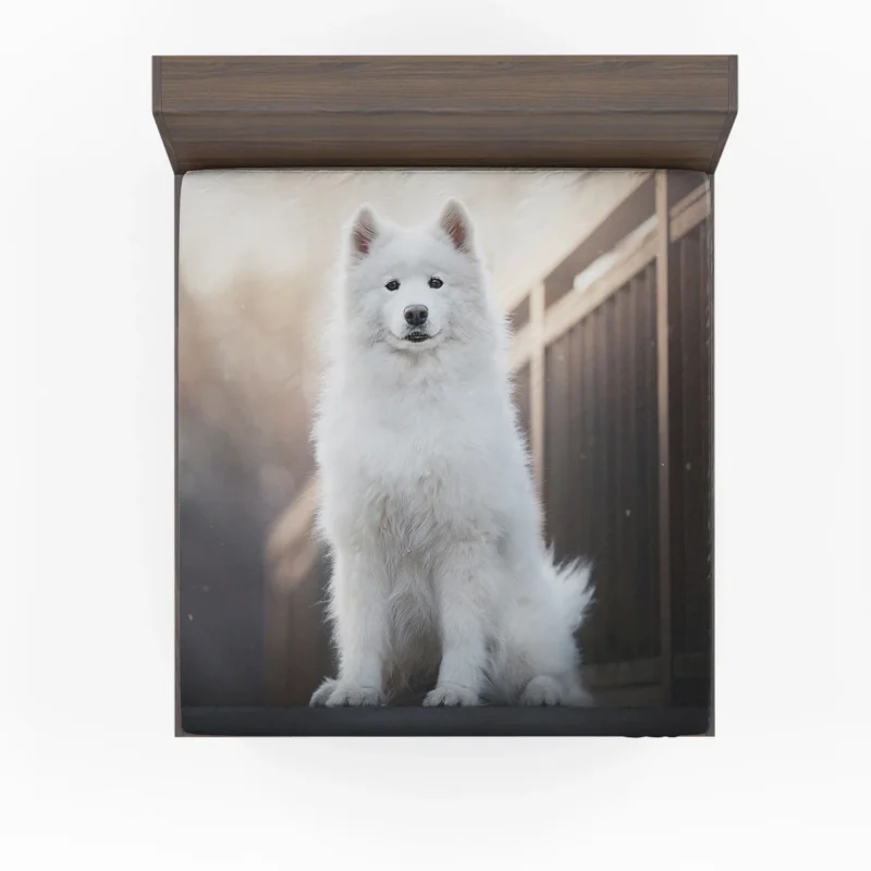 Intelligent Elegance: Samoyed Quartet Fitted Sheet