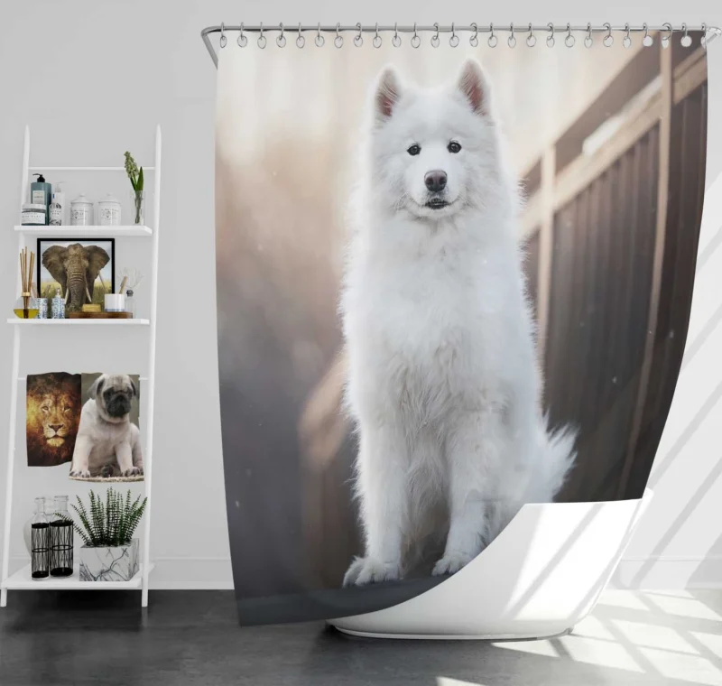 Intelligent Elegance: Samoyed Quartet Shower Curtain