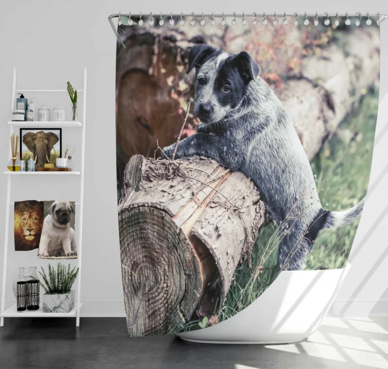 Intelligent Working Breed: Australian Cattle Dog Shower Curtain