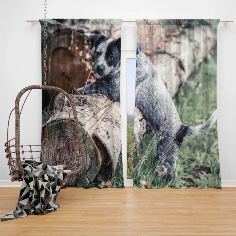 Intelligent Working Breed: Australian Cattle Dog Window Curtain