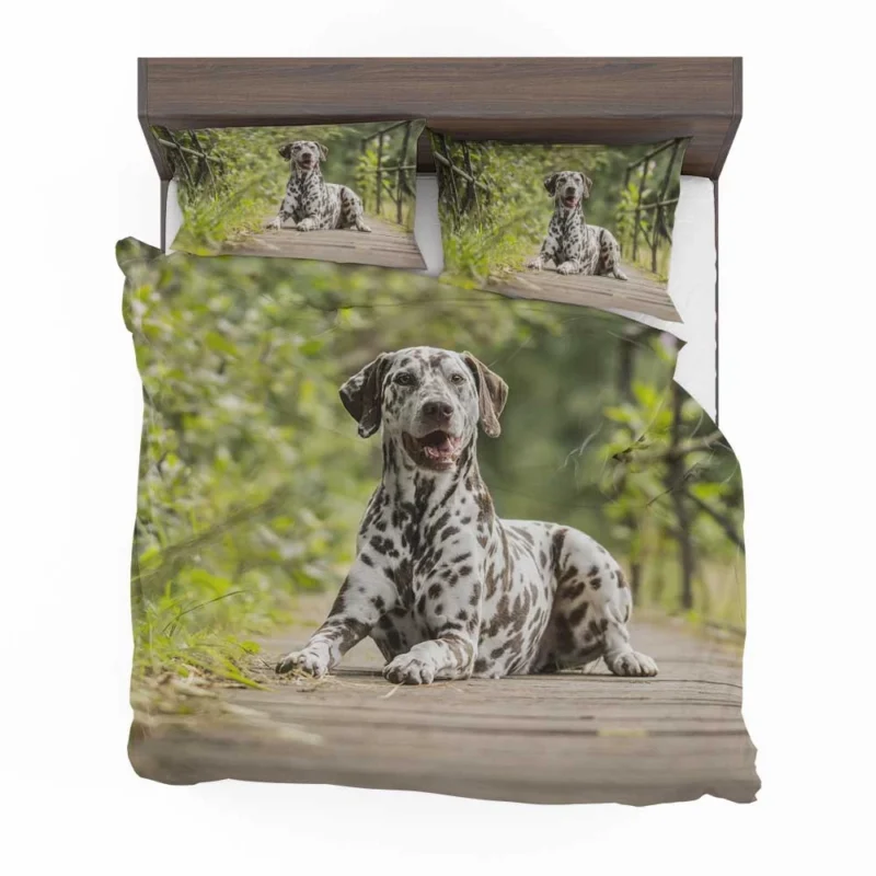 Intense Gaze of Liver-spotted Dalmatian: Dalmatian Quartet Bedding Set 1