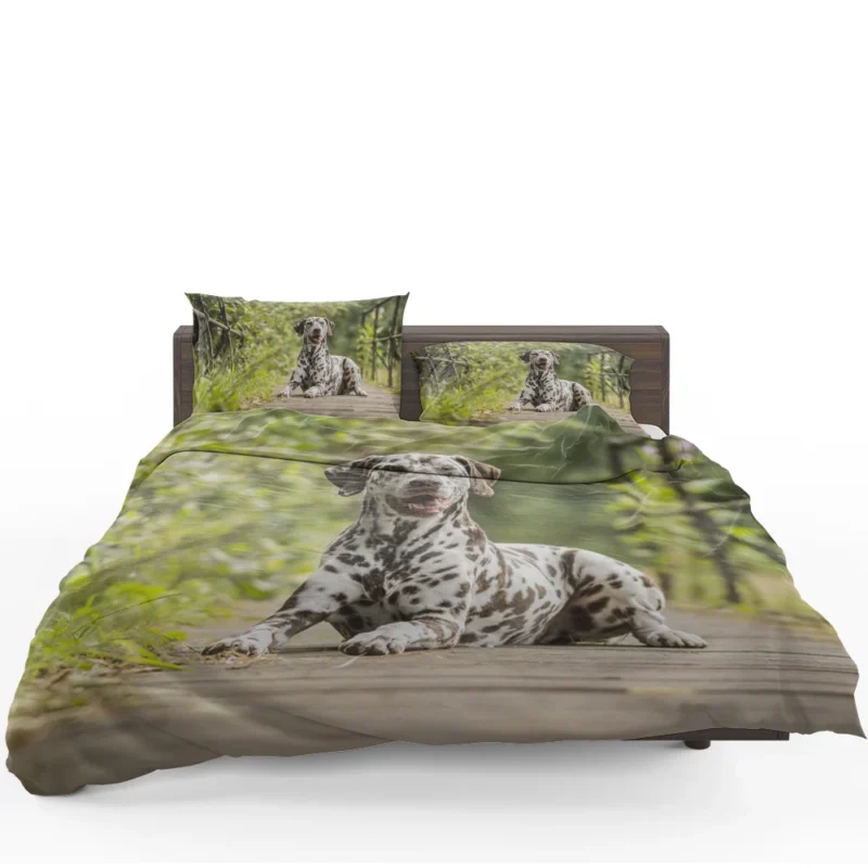 Intense Gaze of Liver-spotted Dalmatian: Dalmatian Quartet Bedding Set