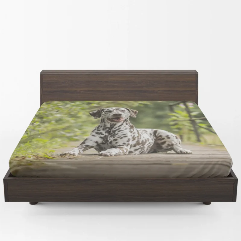 Intense Gaze of Liver-spotted Dalmatian: Dalmatian Quartet Fitted Sheet 1