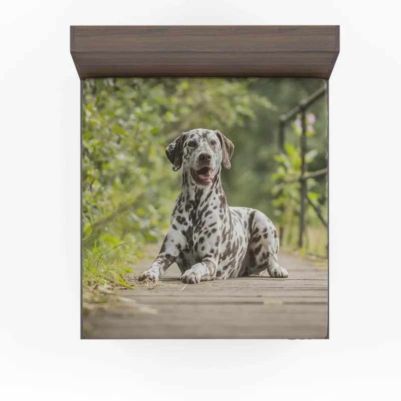 Intense Gaze of Liver-spotted Dalmatian: Dalmatian Quartet Fitted Sheet