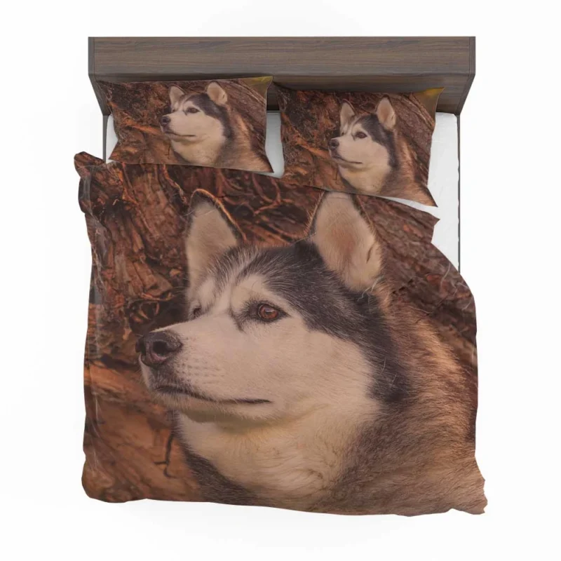 Intense Muzzle: Alaskan Malamute Quartet Bedding Set 1