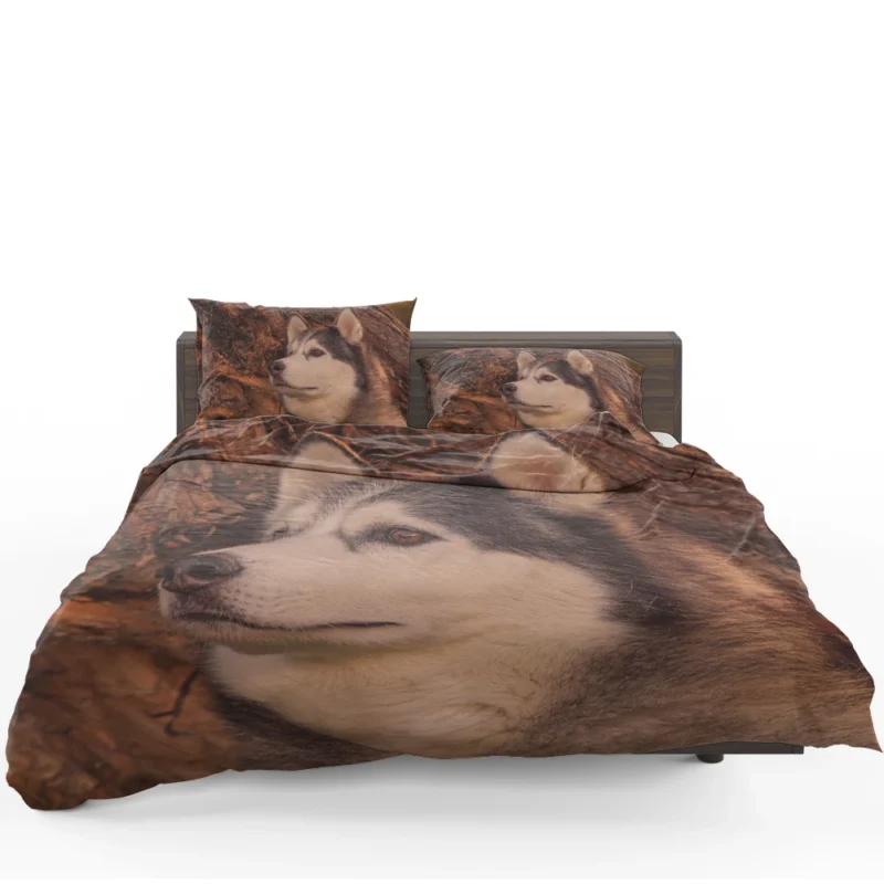 Intense Muzzle: Alaskan Malamute Quartet Bedding Set