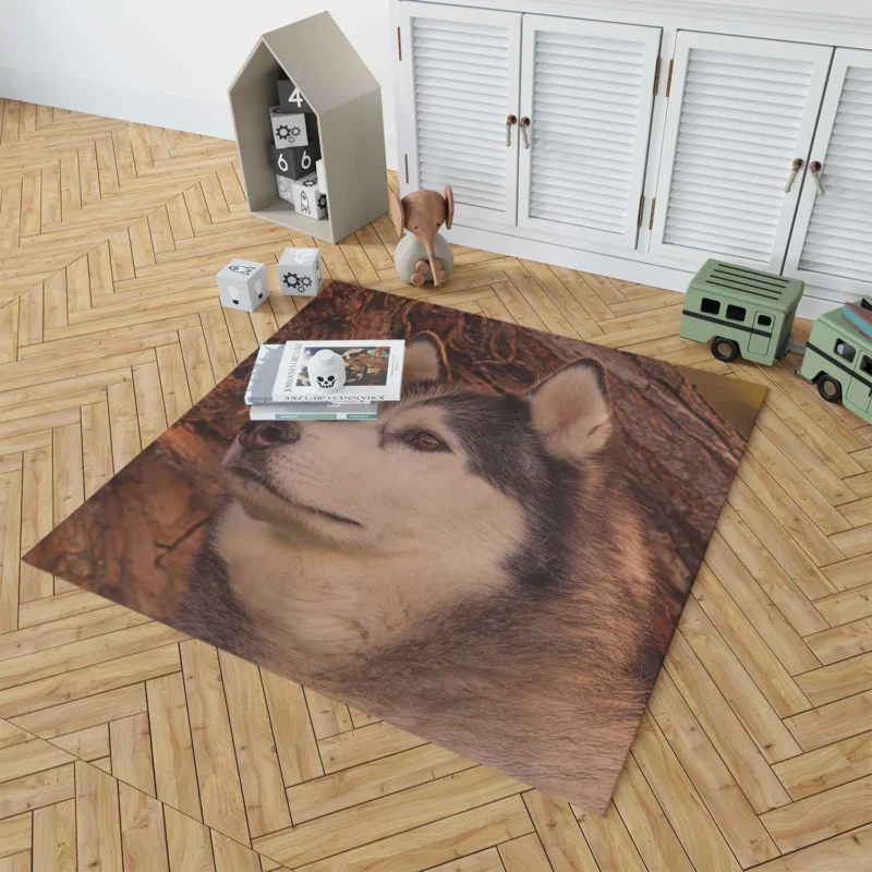 Intense Muzzle: Alaskan Malamute Quartet Floor Rug 1