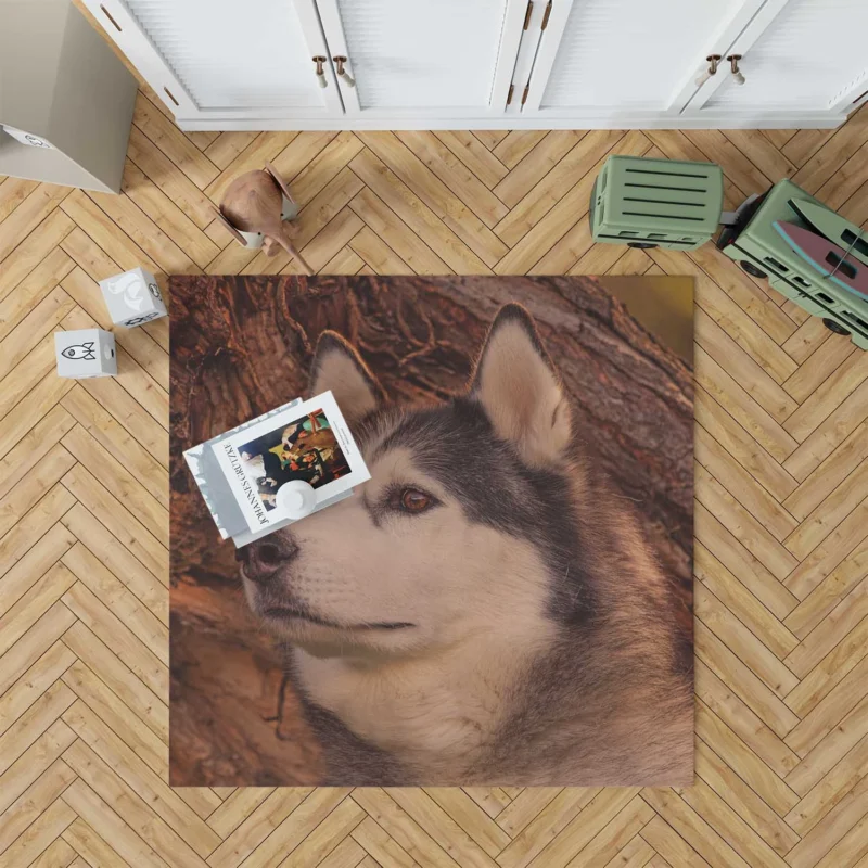 Intense Muzzle: Alaskan Malamute Quartet Floor Rug