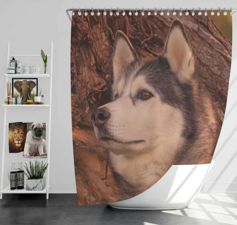 Intense Muzzle: Alaskan Malamute Quartet Shower Curtain