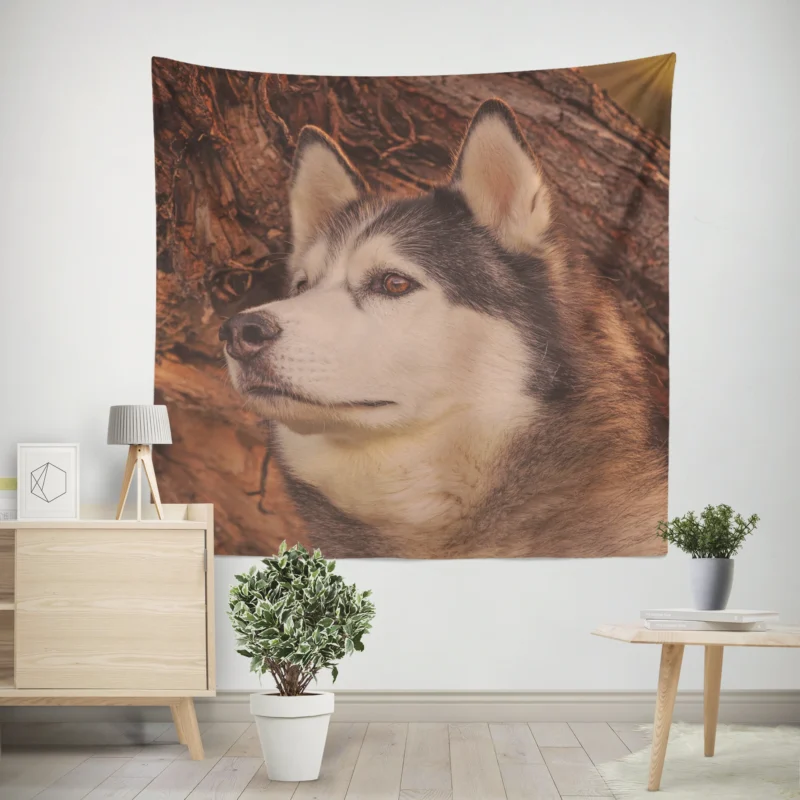 Intense Muzzle  Alaskan Malamute Quartet Wall Tapestry