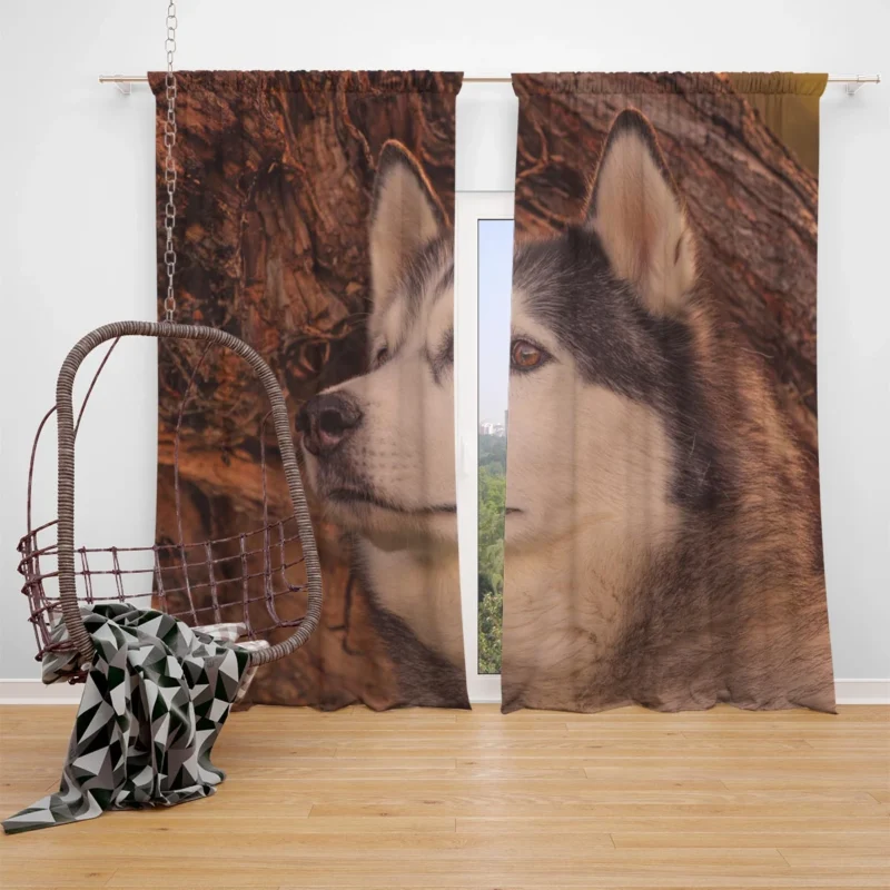 Intense Muzzle: Alaskan Malamute Quartet Window Curtain