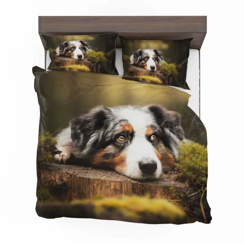 Intense Muzzle Gaze: Australian Shepherd Bedding Set 1