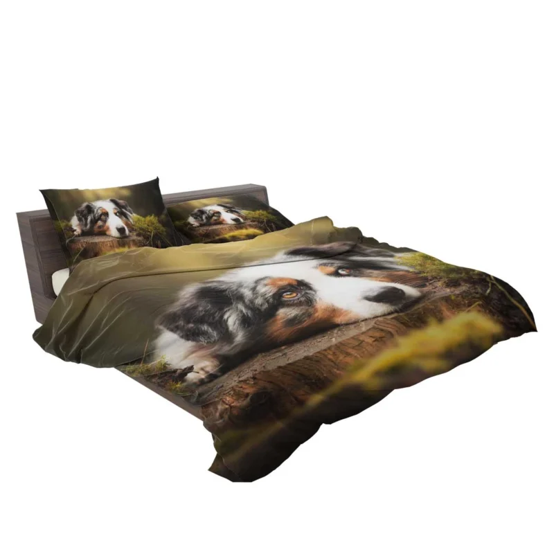 Intense Muzzle Gaze: Australian Shepherd Bedding Set 2