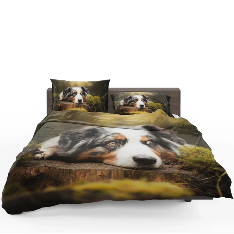 Intense Muzzle Gaze: Australian Shepherd Bedding Set