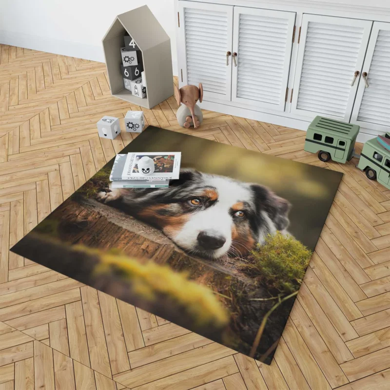 Intense Muzzle Gaze: Australian Shepherd Floor Rug 1