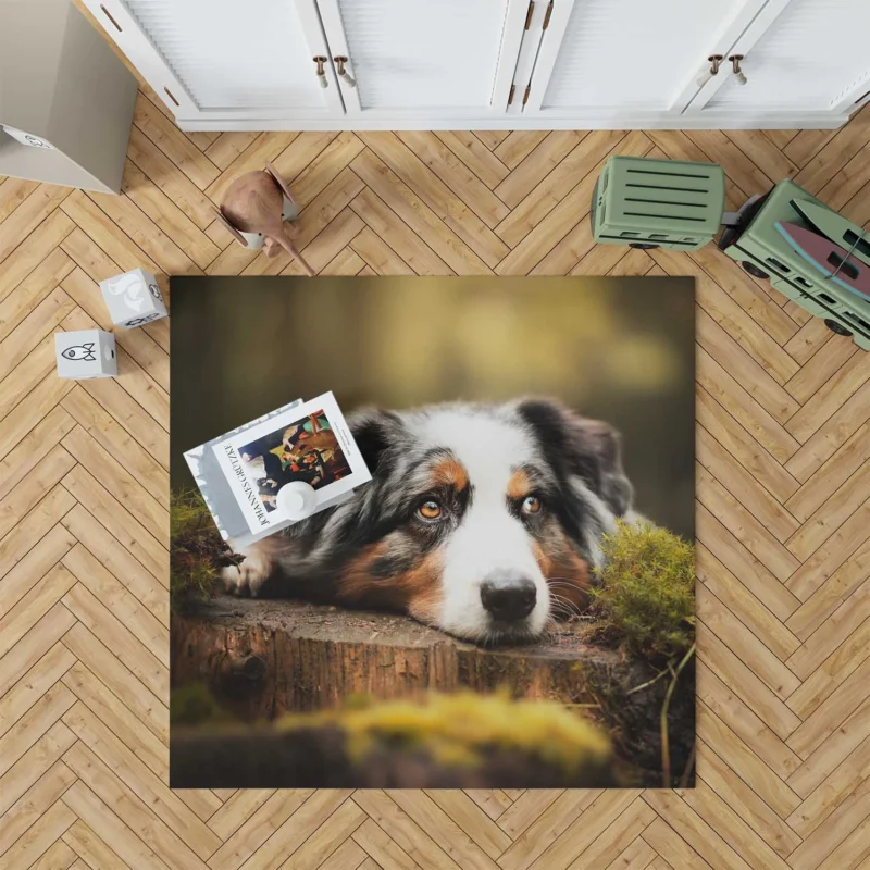 Intense Muzzle Gaze: Australian Shepherd Floor Rug