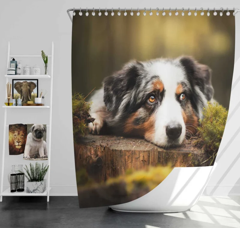 Intense Muzzle Gaze: Australian Shepherd Shower Curtain