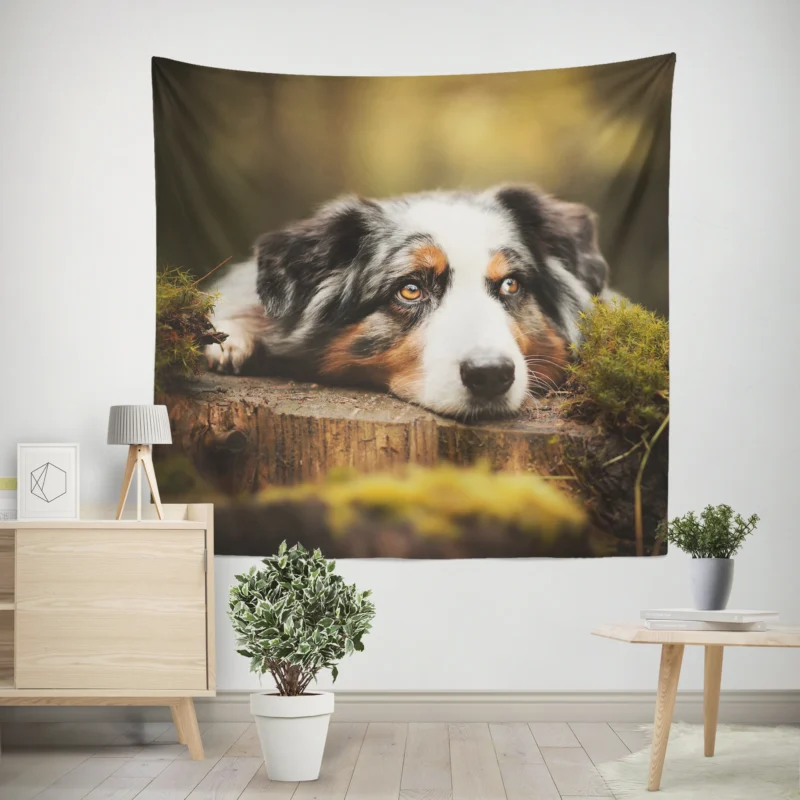 Intense Muzzle Gaze  Australian Shepherd Wall Tapestry