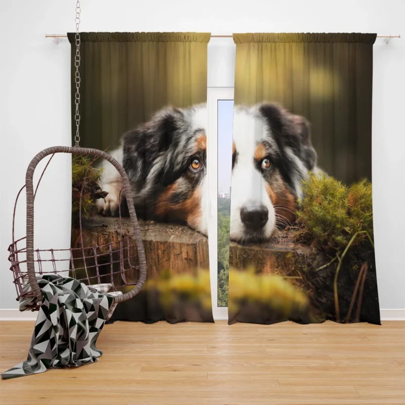 Intense Muzzle Gaze: Australian Shepherd Window Curtain