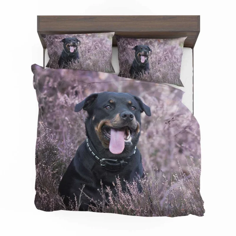 Intense Puppy Stare: Rottweiler Quartet Bedding Set 1