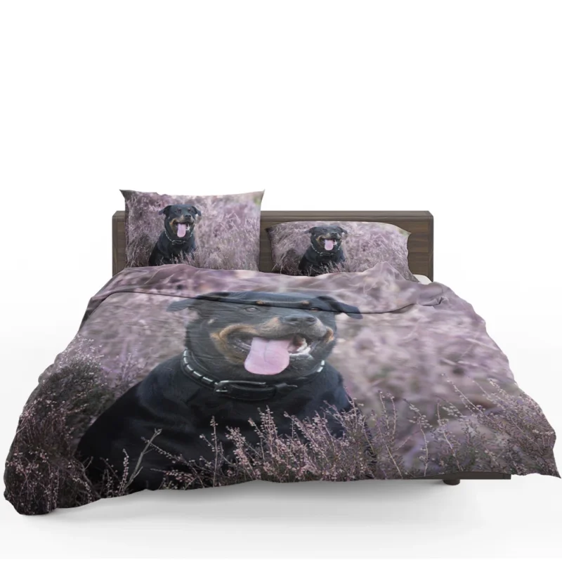 Intense Puppy Stare: Rottweiler Quartet Bedding Set