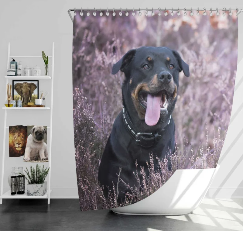 Intense Puppy Stare: Rottweiler Quartet Shower Curtain